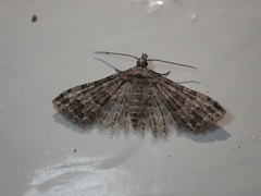 Alucita montana