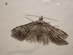 Alucita montana