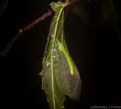 Apochrysa lutea