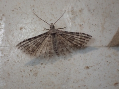 Alucita montana