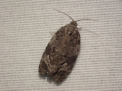 Apotomis removana