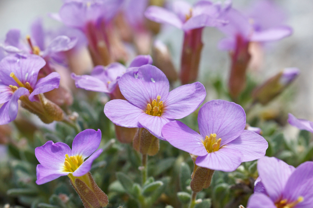 Aubrieta columnae