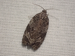 Apotomis removana