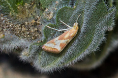 Noctueliopsis aridalis