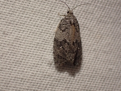 Apotomis removana