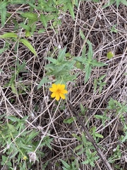 Wedelia acapulcensis