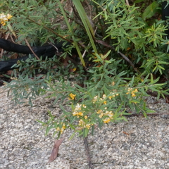 Oxylobium arborescens