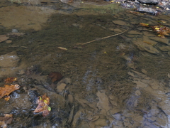 Podostemum ceratophyllum