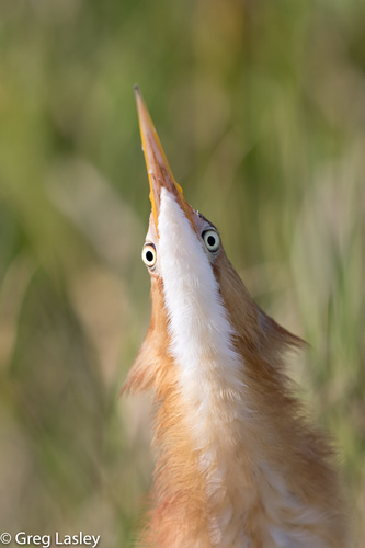 Least Bittern photographed in Texas