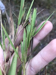 Dichanthelium ovale ovale