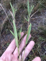 Dichanthelium ovale ovale