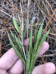 Dichanthelium ovale ovale