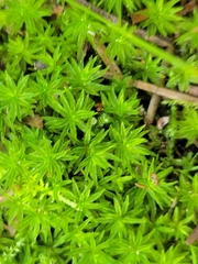 Atrichum undulatum