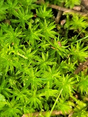 Atrichum undulatum