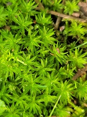 Atrichum undulatum