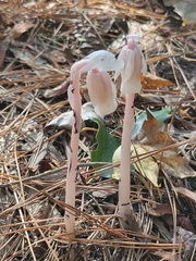 Monotropa uniflora