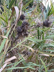 Cirsium vulgare