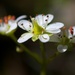 Western Saxifrage - Photo (c) Brent Miller, some rights reserved (CC BY-NC-ND)