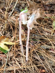 Monotropa uniflora