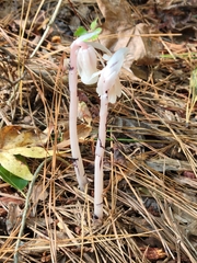 Monotropa uniflora