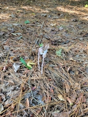 Monotropa uniflora