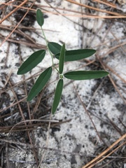 Euphorbia curtisii