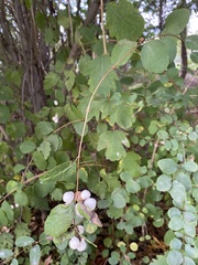 Symphoricarpos albus