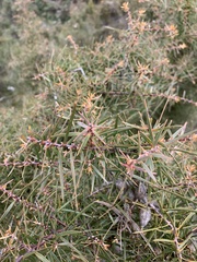 Hakea ulicina