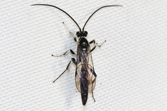 Cratichneumon sublatus