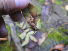 Caryomyia ansericollum