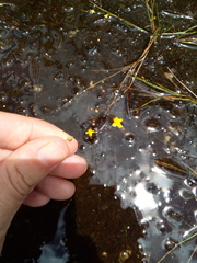 Utricularia subulata