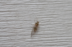 Teliapsocus conterminus