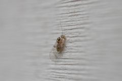 Teliapsocus conterminus