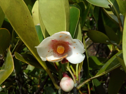 Clusia nemorosa (Clusia nemorosa)