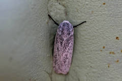 Maroga leptopasta