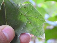 Zopheroteras hubbardi