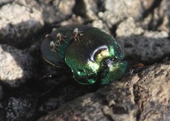 Phanaeus difformis