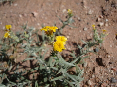 Euploca chrysantha