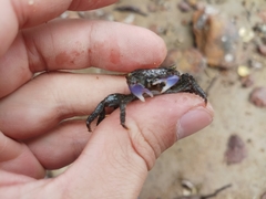Metopograpsus frontalis