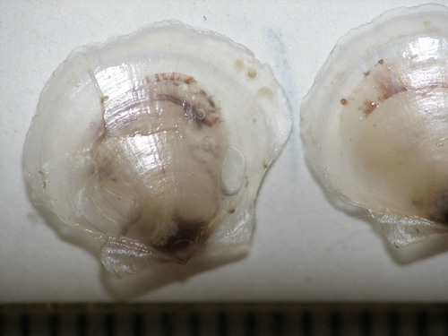 Representative image of Similipecten