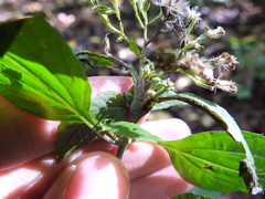Asphondylia eupatorii