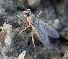 Hypocharassus pruinosus
