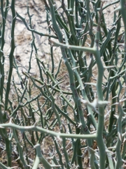 Parkinsonia texana texana