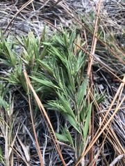 Dichanthelium meridionale