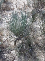 Parkinsonia texana texana
