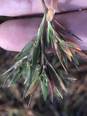 Dichanthelium meridionale