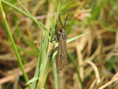 Ctenucha rubriceps