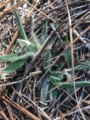 Dichanthelium meridionale