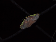 Nothomiza flavicosta