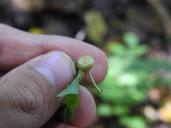 Neolasioptera eupatorii